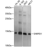 Western Blot - Anti-SNRPD1 Antibody (A11838) - Antibodies.com