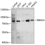 Western Blot - Anti-RBM14 Antibody (A11839) - Antibodies.com