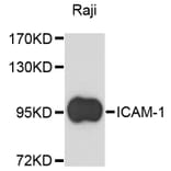 Western Blot - Anti-ICAM-1 Antibody (A11869) - Antibodies.com