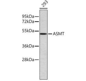 Western Blot - Anti-ASMT Antibody (A80486) - Antibodies.com