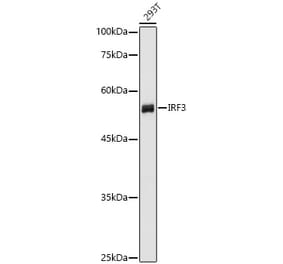 Western Blot - Anti-IRF3 Antibody (A80489) - Antibodies.com