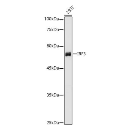 Western Blot - Anti-IRF3 Antibody (A80489) - Antibodies.com