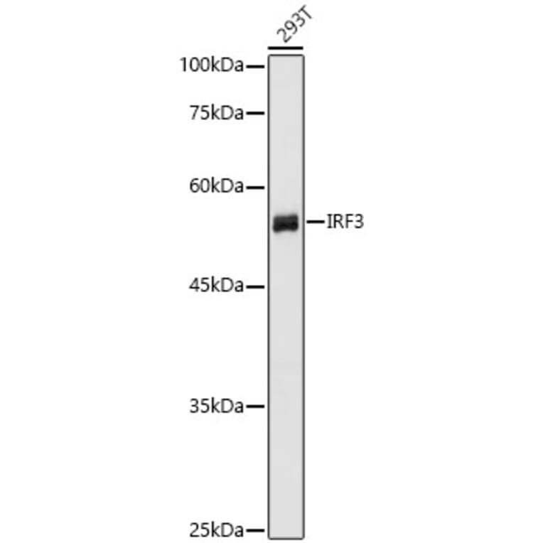 Western Blot - Anti-IRF3 Antibody (A80489) - Antibodies.com