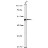 Western Blot - Anti-IRF3 Antibody (A80489) - Antibodies.com