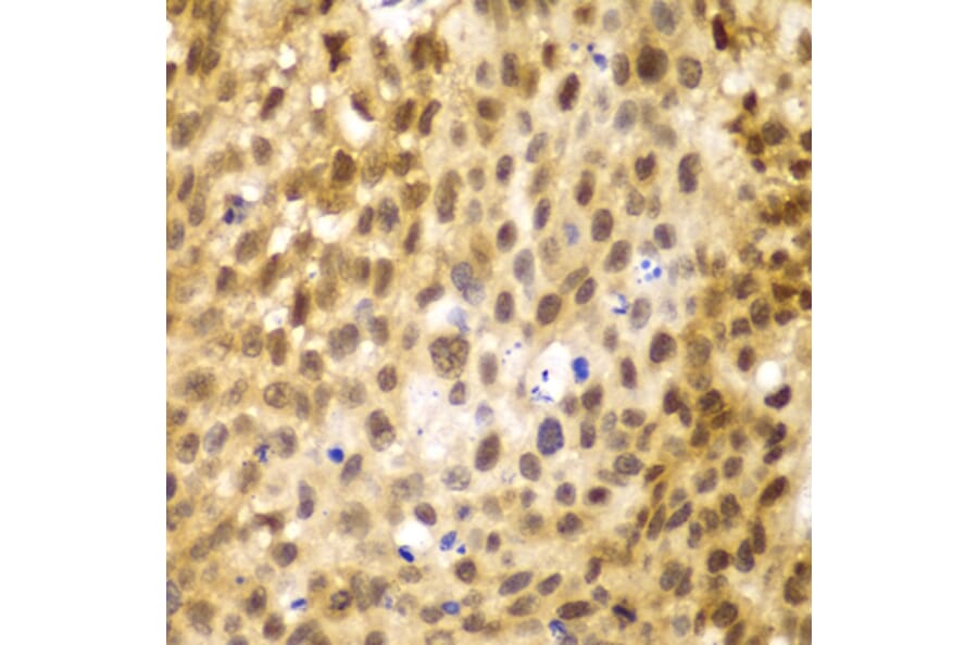 Immunohistochemistry - Anti-IRF3 Antibody (A80489) - Antibodies.com