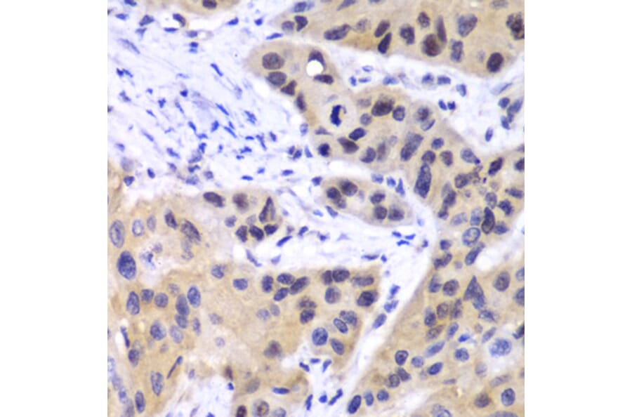 Immunohistochemistry - Anti-IRF3 Antibody (A80489) - Antibodies.com