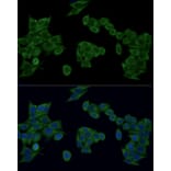 Immunofluorescence - Anti-IRF3 Antibody (A80489) - Antibodies.com