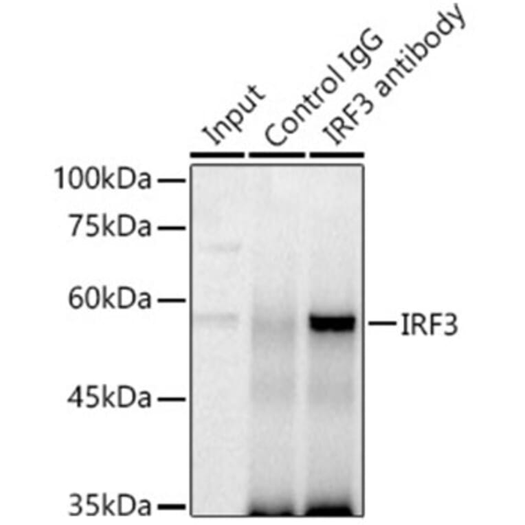 Immunoprecipitation - Anti-IRF3 Antibody (A80489) - Antibodies.com