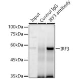 Immunoprecipitation - Anti-IRF3 Antibody (A80489) - Antibodies.com