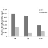 ChImmunoprecipitation - Anti-IRF3 Antibody (A80489) - Antibodies.com