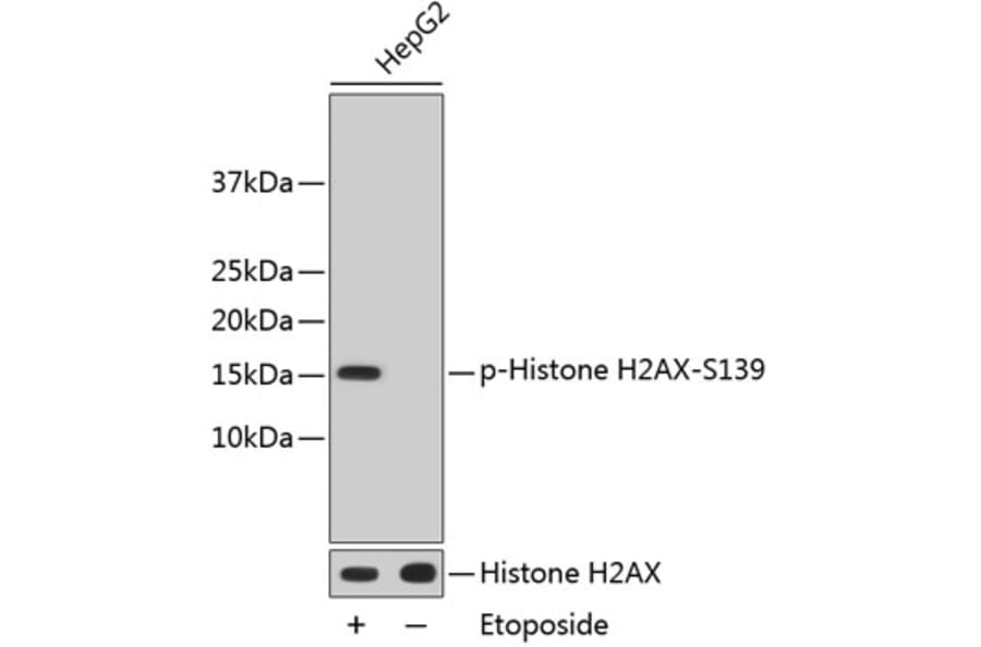 Western Blot - Anti-Histone H2AX (phospho S139) Antibody (AP0640) - Antibodies.com