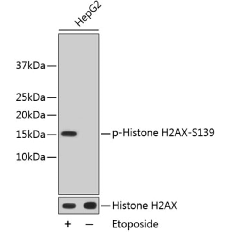 Western Blot - Anti-Histone H2AX (phospho S139) Antibody (AP0640) - Antibodies.com