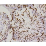 Immunohistochemistry - Anti-Histone H2AX (phospho S139) Antibody (AP0640) - Antibodies.com