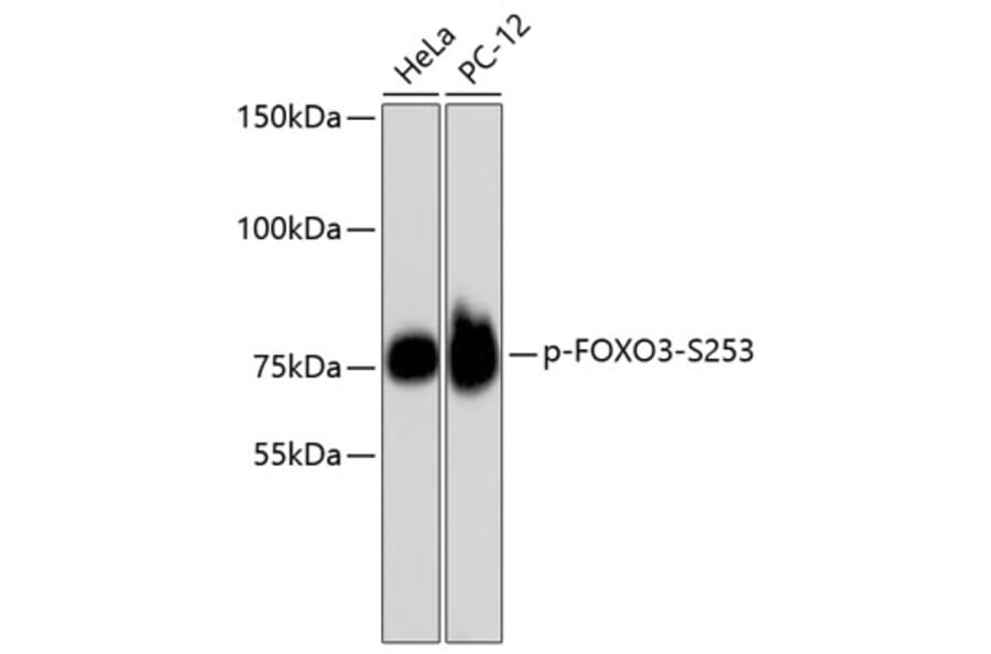 Western Blot - Anti-FOXO3 (phospho S253) Antibody (AP0628) - Antibodies.com