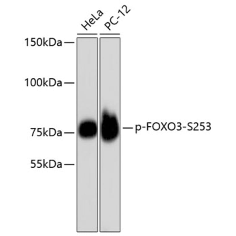 Western Blot - Anti-FOXO3 (phospho S253) Antibody (AP0628) - Antibodies.com