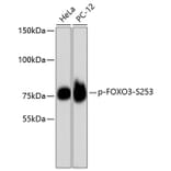 Western Blot - Anti-FOXO3 (phospho S253) Antibody (AP0628) - Antibodies.com