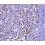 Immunohistochemistry - Anti-FOXO3 (phospho S253) Antibody (AP0628) - Antibodies.com