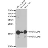 Western Blot - Anti-MAP1LC3A Antibody (A80492) - Antibodies.com