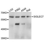 Western Blot - Anti-SIGLEC7 Antibody (A11813) - Antibodies.com