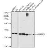 Western Blot - Anti-p38 alpha / MAPK14 Antibody (A80496) - Antibodies.com