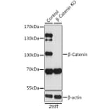 Western Blot - Anti-beta Catenin Antibody (A80497) - Antibodies.com