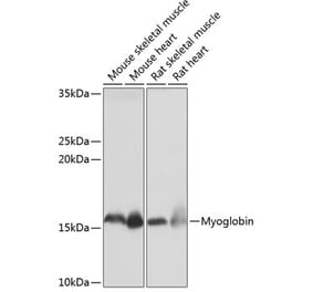 Western Blot - Anti-Myoglobin Antibody [ARC0582] (A80498) - Antibodies.com