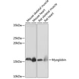 Western Blot - Anti-Myoglobin Antibody [ARC0582] (A80498) - Antibodies.com