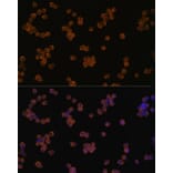 Immunofluorescence - Anti-YKL-40 / CHI3L1 Antibody (A80500) - Antibodies.com