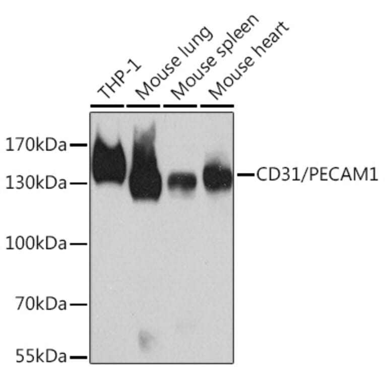 Western Blot - Anti-CD31 Antibody (A80502) - Antibodies.com