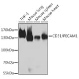 Western Blot - Anti-CD31 Antibody (A80502) - Antibodies.com