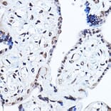 Immunohistochemistry - Anti-PPAR gamma Antibody (A80505) - Antibodies.com