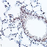 Immunohistochemistry - Anti-PPAR gamma Antibody (A80505) - Antibodies.com