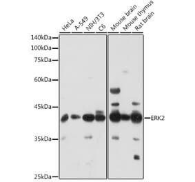 Western Blot - Anti-ERK2 Antibody (A80506) - Antibodies.com