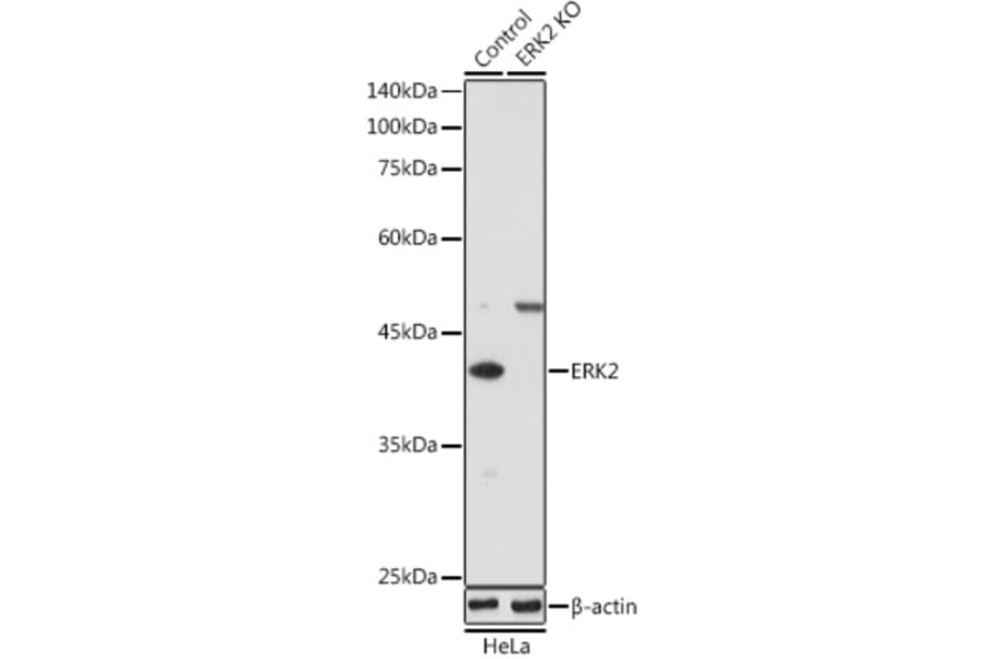 Western Blot - Anti-ERK2 Antibody (A80506) - Antibodies.com
