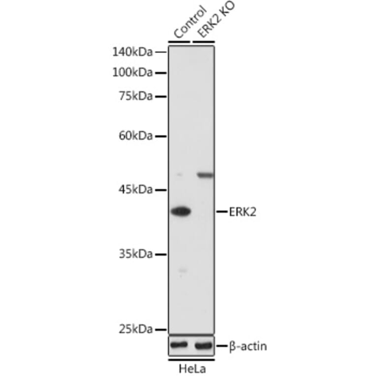 Western Blot - Anti-ERK2 Antibody (A80506) - Antibodies.com