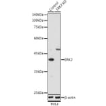 Western Blot - Anti-ERK2 Antibody (A80506) - Antibodies.com