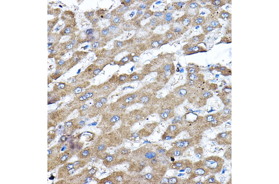 Immunohistochemistry - Anti-ERK2 Antibody (A80506) - Antibodies.com