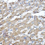 Immunohistochemistry - Anti-ERK2 Antibody (A80506) - Antibodies.com