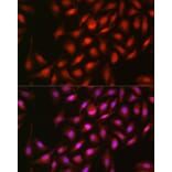 Immunofluorescence - Anti-ERK2 Antibody (A80506) - Antibodies.com