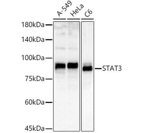 Western Blot - Anti-STAT3 Antibody (A80507) - Antibodies.com