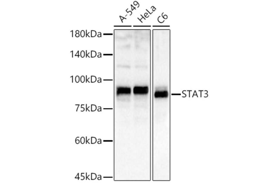 Western Blot - Anti-STAT3 Antibody (A80507) - Antibodies.com