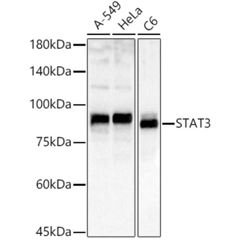 Western Blot - Anti-STAT3 Antibody (A80507) - Antibodies.com