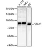 Western Blot - Anti-STAT3 Antibody (A80507) - Antibodies.com