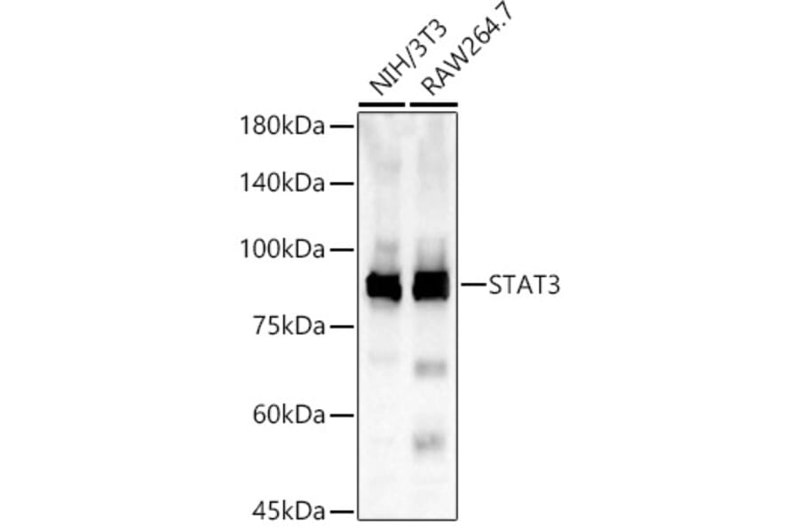 Western Blot - Anti-STAT3 Antibody (A80507) - Antibodies.com