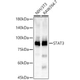 Western Blot - Anti-STAT3 Antibody (A80507) - Antibodies.com
