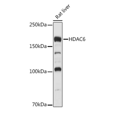 Western Blot - Anti-HDAC6 Antibody (A80508) - Antibodies.com