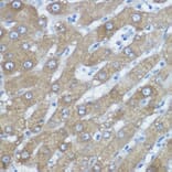 Immunohistochemistry - Anti-HDAC6 Antibody (A80508) - Antibodies.com