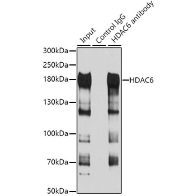 Western Blot - Anti-HDAC6 Antibody (A80508) - Antibodies.com