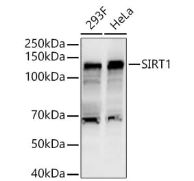 Western Blot - Anti-SIRT1 Antibody (A80509) - Antibodies.com