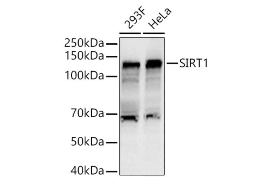 Western Blot - Anti-SIRT1 Antibody (A80509) - Antibodies.com
